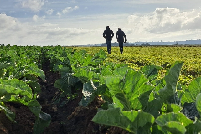 Raf en teler op kolenveld